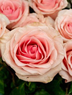 Sersemletici açık pembe güller nadir bulunan çiçeklere yakın çiçekler, canlı yapraklar, yumuşak renkler, egzotik çiçekler, romantik buket, lüks çiçekler, çiçeklerle süslenmiş açık pembe güller.