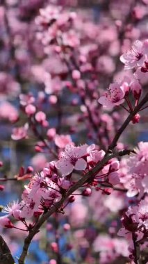 Pembe Yapraklar ve Yumuşak Bokeh Arkaplanlı Tam Çiçekli Güzel Kiraz Çiçekleri. Romantik İçin Bahar Zamanı Çiçek Sahnesi. 4K Dikey Video Görüntüsü