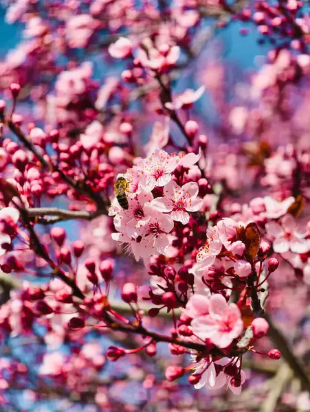 Pembe kiraz çiçekli bal arısının bahar güneşinde polenle çekilmiş Makro fotoğrafı doğal dokuları, çiçekleri ve vahşi yaşam fotoğrafçılığı temalarını gösteren detaylı bir fotoğraf. İnanılmaz Sakura. 