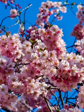 Romantik Pembe Kiraz Çiçekleri Yakın plan - Bahar Uyanışı Doğa Fotoğrafları Tablo Baskı Düğün Dekorasyonu. İlkbaharda harika sakura 