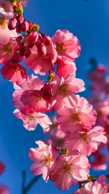 Romantik Pembe Kiraz Çiçekleri Yakın plan - Bahar Uyanışı Doğa Fotoğrafları Tablo Baskı Düğün Dekorasyonu. İlkbaharda harika sakura 