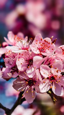Romantik Pembe Kiraz Çiçekleri Yakın plan - Bahar Uyanışı Doğa Fotoğrafları Tablo Baskı Düğün Dekorasyonu. İlkbaharda harika sakura 