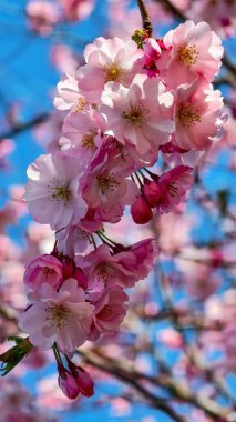 Güzel Pembe Kiraz Çiçekleri Makro Bahar Fotoğrafları Duvar Sanat Evi Dekorasyonu. İlkbaharda harika sakura 