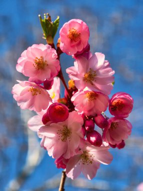 Güzel Pembe Kiraz Çiçekleri Makro Bahar Fotoğrafları Duvar Sanat Evi Dekorasyonu. İlkbaharda harika sakura 