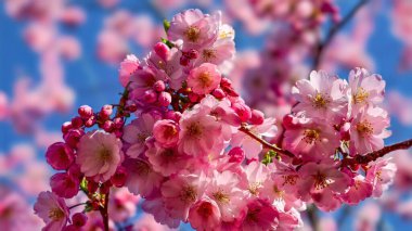 Güzel Pembe Kiraz Çiçekleri Makro Bahar Fotoğrafları Duvar Sanat Evi Dekorasyonu. İlkbaharda harika sakura 
