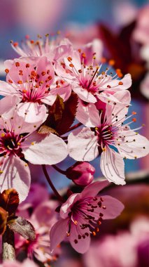 Güzel Pembe Kiraz Çiçekleri Makro Bahar Fotoğrafları Duvar Sanat Evi Dekorasyonu. İlkbaharda harika sakura 