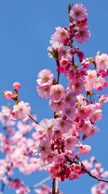 Güzel Pembe Kiraz Çiçekleri Makro Bahar Fotoğrafları Duvar Sanat Evi Dekorasyonu. İlkbaharda harika sakura 