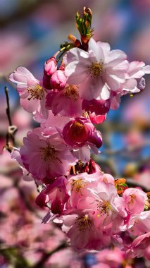 Güzel Pembe Kiraz Çiçekleri Makro Bahar Fotoğrafları Duvar Sanat Evi Dekorasyonu. İlkbaharda harika sakura 