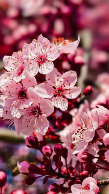 Güzel Pembe Kiraz Çiçekleri Makro Bahar Fotoğrafları Duvar Sanat Evi Dekorasyonu. İlkbaharda harika sakura 