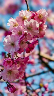 Güzel Pembe Kiraz Çiçekleri Makro Bahar Fotoğrafları Duvar Sanat Evi Dekorasyonu. İlkbaharda harika sakura 