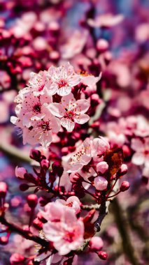 Güzel Pembe Kiraz Çiçekleri Makro Bahar Fotoğrafları Duvar Sanat Evi Dekorasyonu. İlkbaharda harika sakura 