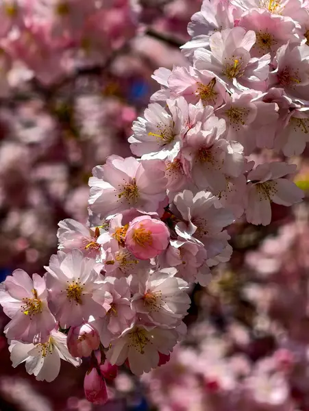 Romantik Pembe Kiraz Çiçekleri Yakın plan - Bahar Uyanışı Doğa Fotoğrafları Tablo Baskı Düğün Dekorasyonu. İlkbaharda harika sakura 
