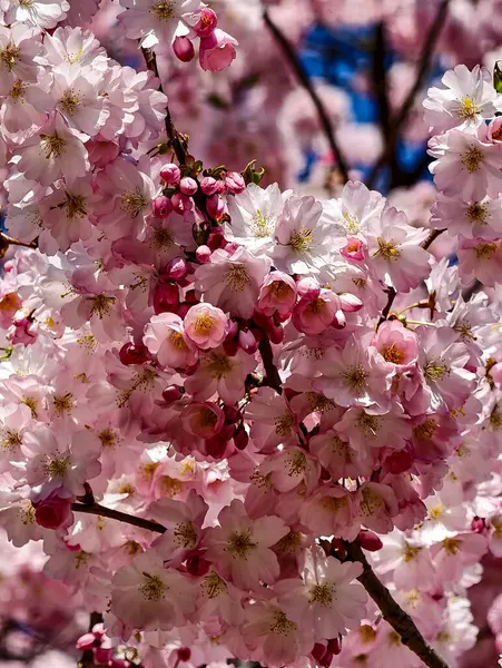 Romantik Pembe Kiraz Çiçekleri Yakın plan - Bahar Uyanışı Doğa Fotoğrafları Tablo Baskı Düğün Dekorasyonu. İlkbaharda harika sakura 