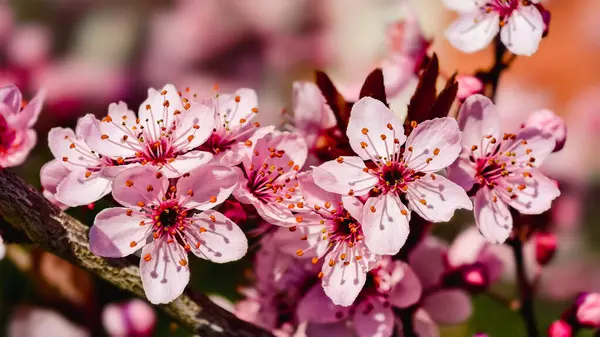 Romantik Pembe Kiraz Çiçekleri Yakın plan - Bahar Uyanışı Doğa Fotoğrafları Tablo Baskı Düğün Dekorasyonu. İlkbaharda harika sakura 