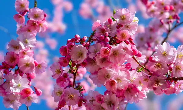 Romantik Pembe Kiraz Çiçekleri Yakın plan - Bahar Uyanışı Doğa Fotoğrafları Tablo Baskı Düğün Dekorasyonu. İlkbaharda harika sakura 