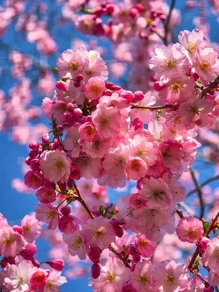 Güzel Pembe Kiraz Çiçekleri Makro Bahar Fotoğrafları Duvar Sanat Evi Dekorasyonu. İlkbaharda harika sakura 