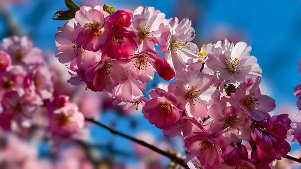 Güzel Pembe Kiraz Çiçekleri Makro Bahar Fotoğrafları Duvar Sanat Evi Dekorasyonu. İlkbaharda harika sakura 