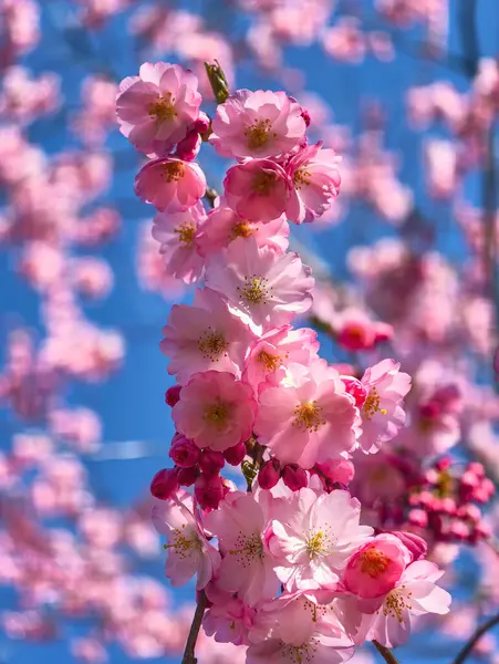 Güzel Pembe Kiraz Çiçekleri Makro Bahar Fotoğrafları Duvar Sanat Evi Dekorasyonu. İlkbaharda harika sakura 
