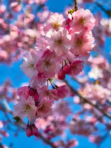 Güzel Pembe Kiraz Çiçekleri Makro Bahar Fotoğrafları Duvar Sanat Evi Dekorasyonu. İlkbaharda harika sakura 