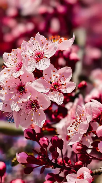 Güzel Pembe Kiraz Çiçekleri Makro Bahar Fotoğrafları Duvar Sanat Evi Dekorasyonu. İlkbaharda harika sakura 