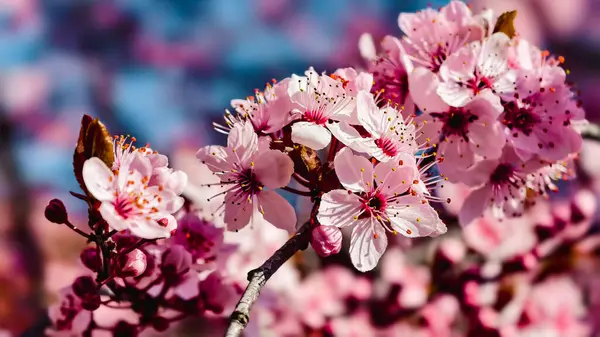 Güzel Pembe Kiraz Çiçekleri Makro Bahar Fotoğrafları Duvar Sanat Evi Dekorasyonu. İlkbaharda harika sakura 