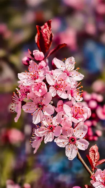 Güzel Pembe Kiraz Çiçekleri Makro Bahar Fotoğrafları Duvar Sanat Evi Dekorasyonu. İlkbaharda harika sakura 