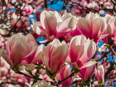 Pembe Manolya Çiçeklerinin Güzel Çiçekleri 'ni Deneyin: Canlı Yapraklarla Zarif Bahar Çiçeklerinin Büyüleyici Kapanışı. Botanik İlham Arayan Doğa Aşıkları ve Çiçek Tutkuları İçin Mükemmel.