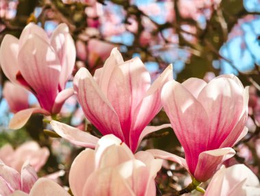Pembe Manolya Çiçeklerinin Güzel Çiçekleri 'ni Deneyin: Canlı Yapraklarla Zarif Bahar Çiçeklerinin Büyüleyici Kapanışı. Botanik İlham Arayan Doğa Aşıkları ve Çiçek Tutkuları İçin Mükemmel.