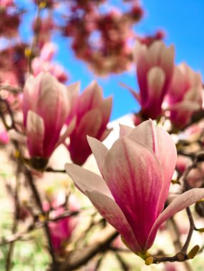 Pembe Manolya Çiçeklerinin Güzel Çiçekleri 'ni Deneyin: Canlı Yapraklarla Zarif Bahar Çiçeklerinin Büyüleyici Kapanışı. Botanik İlham Arayan Doğa Aşıkları ve Çiçek Tutkuları İçin Mükemmel.