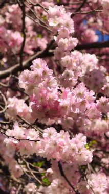 Pembe Kiraz Çiçeği Üzerine Bir Arının 4K Yakın plan Videosu. Huzurlu Bahar Doğası Sahnesi, Çiçek Makro Düğün Arkaplanı, Rahatlatıcı Dekor veya Bahçe Temalı Görsel Projeler