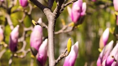 Pembe Manolya Çiçeklerinin Güzelliğini Tam Çiçek Açın. Canlı Yapraklarla Zarif Bahar Çiçeklerinin Büyüleyici Yakın Çekimi. Doğa aşıkları için mükemmel. 4K Stock Video Görüntüsü 