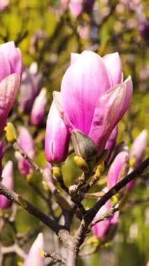 Pembe Manolya Çiçeklerinin Güzelliğini Tam Çiçek Açın. Canlı Yapraklarla Zarif Bahar Çiçeklerinin Büyüleyici Yakın Çekimi. Doğa aşıkları için mükemmel. 4K Stock Video Görüntüsü 