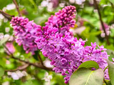 Baharda çiçek açan leylak çiçeklerinin yakın çekimi. Canlı mor yapraklar ve yumuşak bokeh arkaplanlı yeşil yapraklar. Doğa temaları, çiçekli arka planlar ve mevsimsel görseller için ideal..