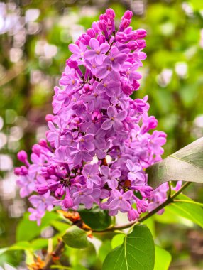 Baharda çiçek açan leylak çiçeklerinin yakın çekimi. Canlı mor yapraklar ve yumuşak bokeh arkaplanlı yeşil yapraklar. Doğa temaları, çiçekli arka planlar ve mevsimsel görseller için ideal. Dikey fotoğrafçılık 