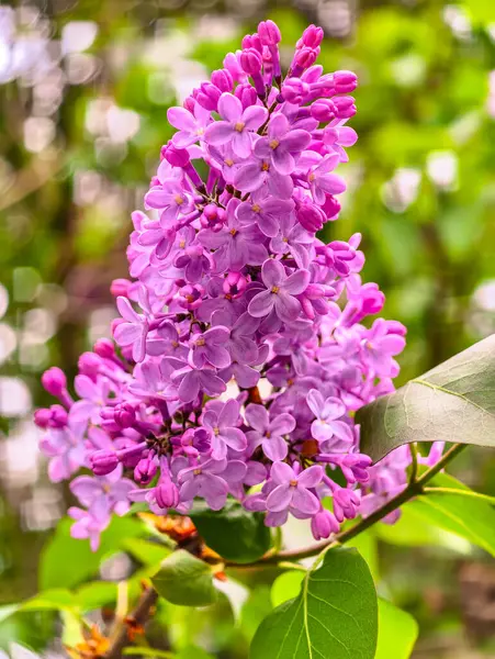Baharda çiçek açan leylak çiçeklerinin yakın çekimi. Canlı mor yapraklar ve yumuşak bokeh arkaplanlı yeşil yapraklar. Doğa temaları, çiçekli arka planlar ve mevsimsel görseller için ideal. Dikey fotoğrafçılık 