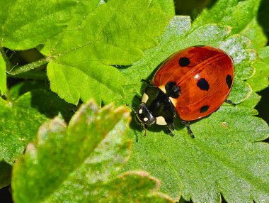Yeşil Yaprak Kapanışı 'nda uğur böceği - Canlı Doğal Makro Fotoğrafçılık. Güneşli bir bahçede canlı yeşil bir yaprağın üzerinde oturan kırmızı uğur böceğinin parlak yakın plan görüntüsü. 