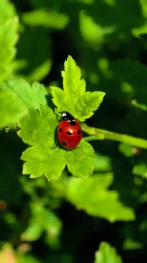 Yeşil Yaprak Kapanışı 'nda uğur böceği. Canlı Doğa Makro Görüntüsü. Güneşli bir bahçede canlı yeşil bir yaprak üzerinde yürüyen kırmızı uğur böceğinin parlak yakın plan videosu. 4K Dikey Video 