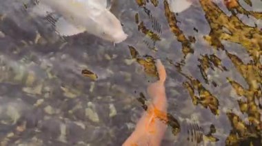 Renkli Koi Balığının Temiz Su 'da Çakıl Taşları Üzerinde Yüzüşü. Tüm ihtişamıyla Sihirli Japon Balığı. Balık pürüzsüzce süzülür, parıldayan pullarını gösterir ve sakin hareket eder. 4K video 