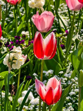 Sersemletici kırmızı ve pembe laleler, beyaz kenarlı yapraklar sergilenen canlı çiçeklerle bir bahçe ortamında. Laleler doğal arka planda taze yeşil saplar ve küçük beyaz çiçeklerle çevrilidir. Stok fotoğrafı 