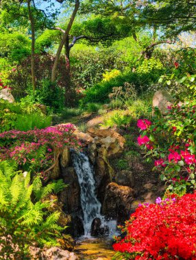 Canlı bir bahçe sahnesinde kayaların üzerinde çağlayan küçük bir şelale, yemyeşil eğreltiotları ve canlı pembe ve kırmızı renkte açan çiçeklerle çevrili. Kristal berrak su sığ bir dereye akar. Dikey doğa arkaplanı 