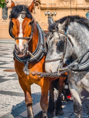 Sunny Historic City 'de Cobblestone Caddesi' ndeki Geleneksel Tack 'te Duran Kahverengi ve Beyaz Atların Koşumlu İki Yakın Çekim Manzarası. Stok dikey fotoğrafçılığı 