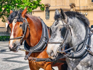 Sunny Historic City 'de Cobblestone Caddesi' ndeki Geleneksel Tack 'te Duran Kahverengi ve Beyaz Atların Koşumlu İki Yakın Çekim Manzarası. Stok fotoğrafçılığı 