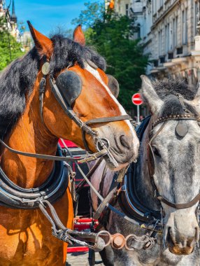 Sunny Historic City 'de Cobblestone Caddesi' ndeki Geleneksel Tack 'te Duran Kahverengi ve Beyaz Atların Koşumlu İki Yakın Çekim Manzarası. Doğal arkaplan 