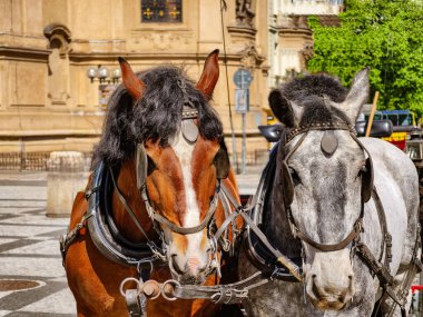 Sunny Historic City 'de Cobblestone Caddesi' ndeki Geleneksel Tack 'te Duran Kahverengi ve Beyaz Atların Koşumlu İki Yakın Çekim Manzarası. Dikey fotoğraf 