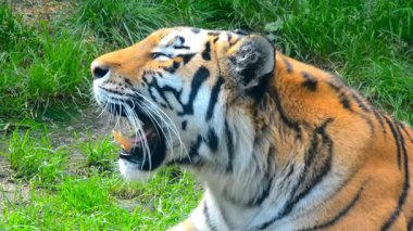 Bengal Kaplanı Kükremesi ve Vahşi Yaşam Alanında Dişlerini Gösterme. Big Cat Açık Ağız, Keskin Dişler, Yırtıcı Esneme veya Doğada Hırıltı, Hayvanat Bahçesi 'nde Vahşi Hayvan Davranışı. Yavaş Hareket 4K