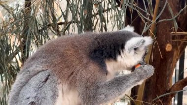 Halka Kuyruklu Lemur Yaklaş, Havuç Ye ve Şaşırmış görün. Park 'ta Büyük Turuncu Gözlü Şirin Vahşi Hayvanın Komik İfadesi, Madagaskar Primat Davranışı 4K Slow Motion Video' da 
