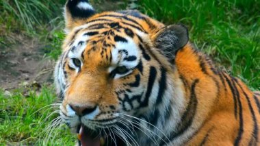 Bengal Kaplanı 'nın, Kameraya ve Esnemeye Bakış Portresi. Keskin Dişli Vahşi Büyük Kedi ve Keskin Gözler Doğal Yaşam Alanında Yeşil Çimenlere Dinleniyor, Vahşi Yaşam Doğadaki Hayvan Davranışları. Yavaş Hareket Videosu 