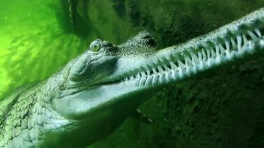 Gharial Timsah Sualtı Yakın Portresi Keskin dişli Uzun Dar Burunlu, Yeşil Su 'da Nesli tükenmekte olan nadir türler, Vahşi Yaşam Belgesel Görüntülerini gösteriyor. 4K Yavaş Hareket Videosu 