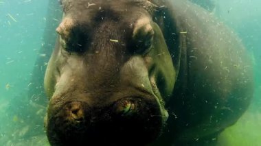 Majestic Hippopotamus, Yüzen Parçacıklarla Bulanık Su 'da Yüzüyor. Yüze Yakın Bakış, Afrika Vahşi Yaşam Su Görüntüsü. Doğa Belgeseli Yavaş Hareket Videosu. İki Su Aygırı Su Altında.
