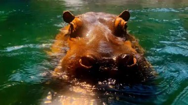 Temiz Turkuaz Suyunda Yüzen Şirin Hippopotam. Yüze ve Buruna Yakın Bakış, Afrika Vahşi Yaşam Doğal Yaşam, Safari Belgeseli. 4K Yavaş Hareket Videosu 
